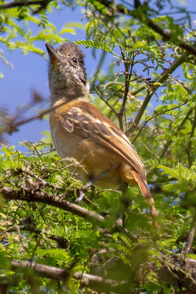 Collared Antshrike - ML118991361