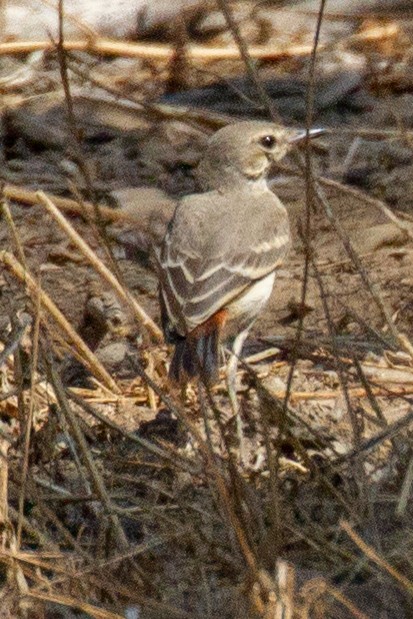 Short-tailed Field Tyrant - ML118991641