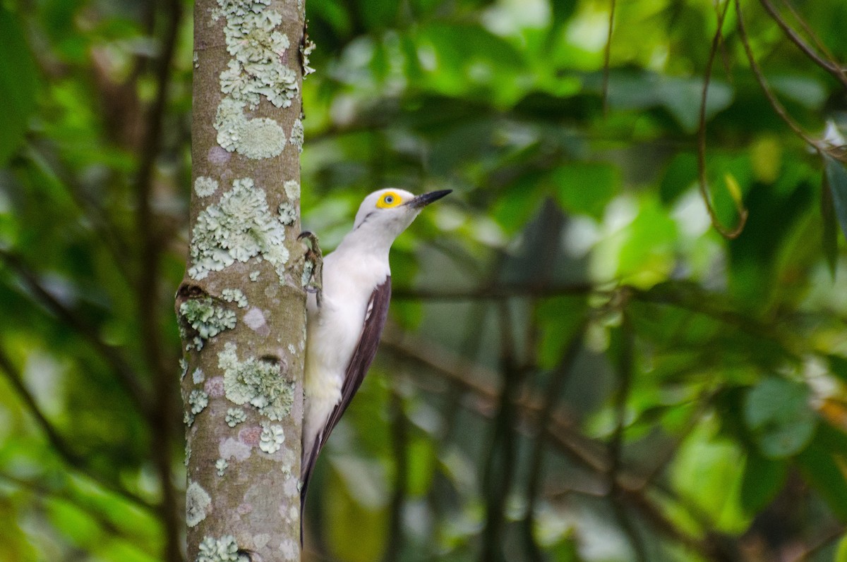 White Woodpecker - Marcos Eugênio Birding Guide