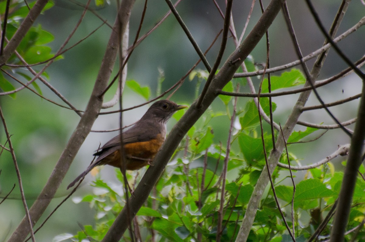 Rufous-bellied Thrush - Marcos Eugênio Birding Guide