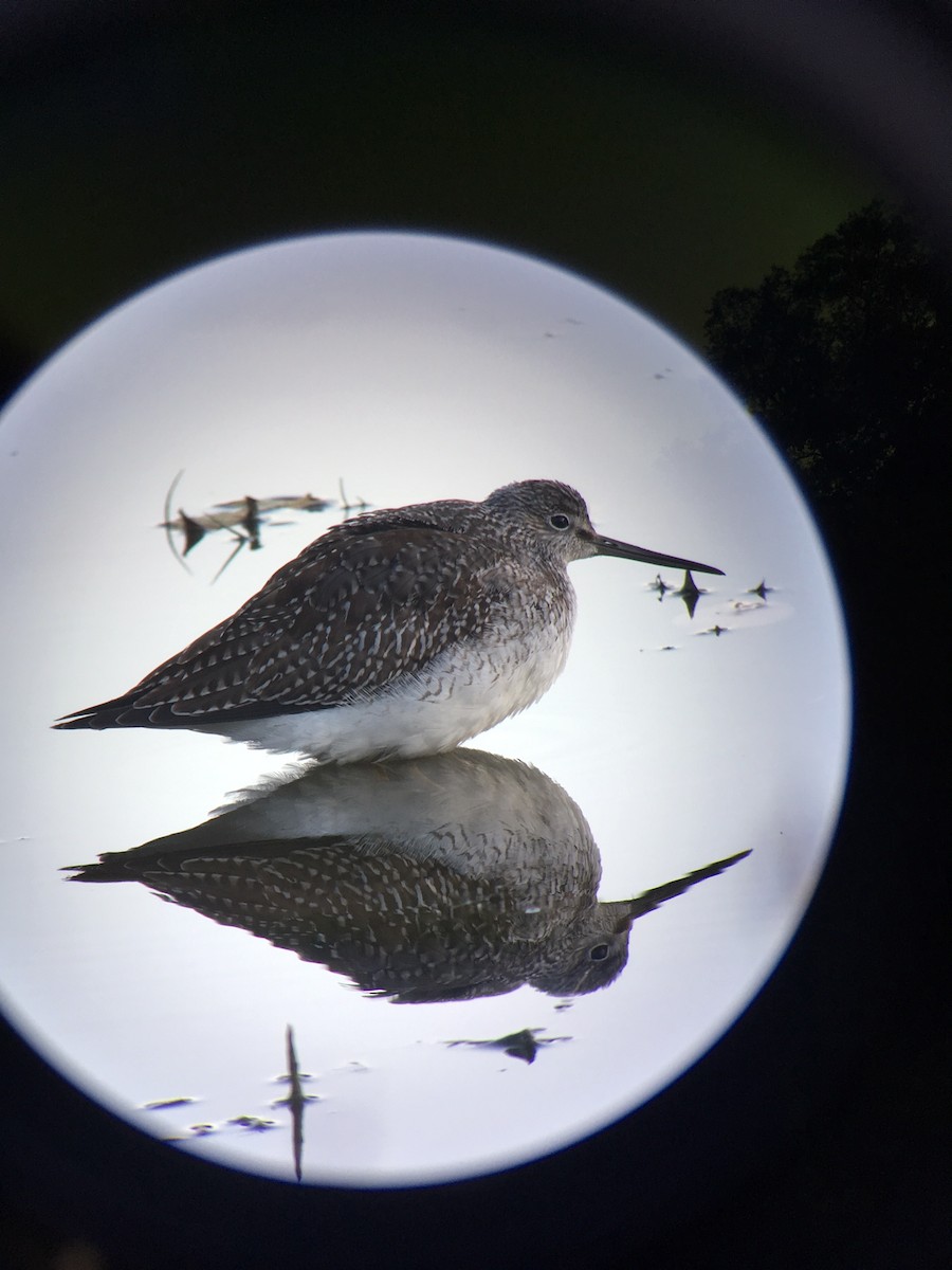 Greater Yellowlegs - ML118992971