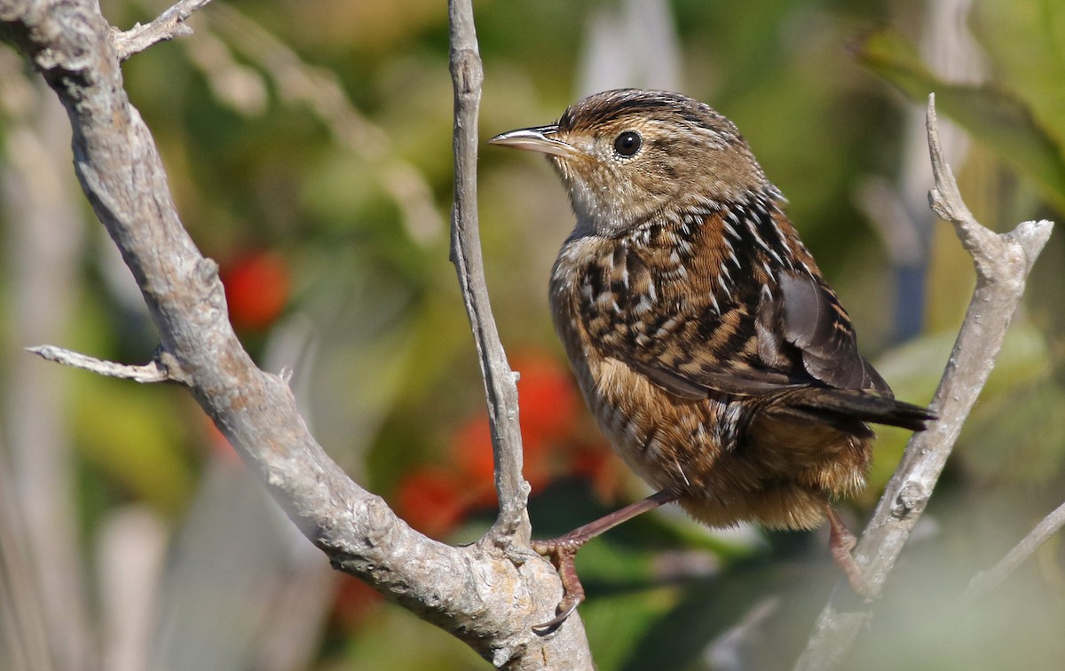 Sedge Wren - ML118992981