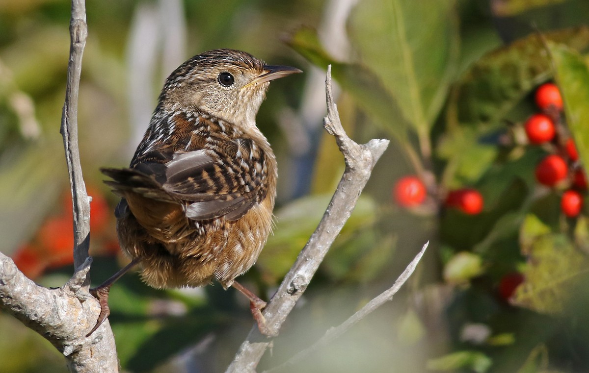 Sedge Wren - ML118992991