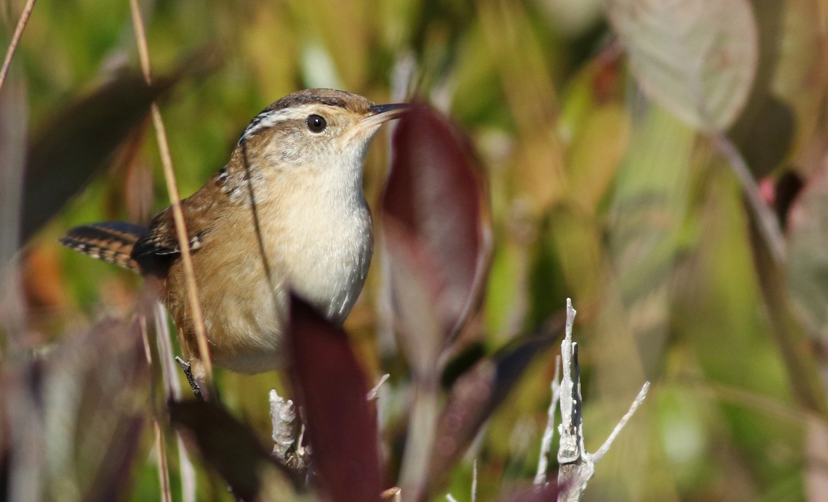 Marsh Wren - ML118993051