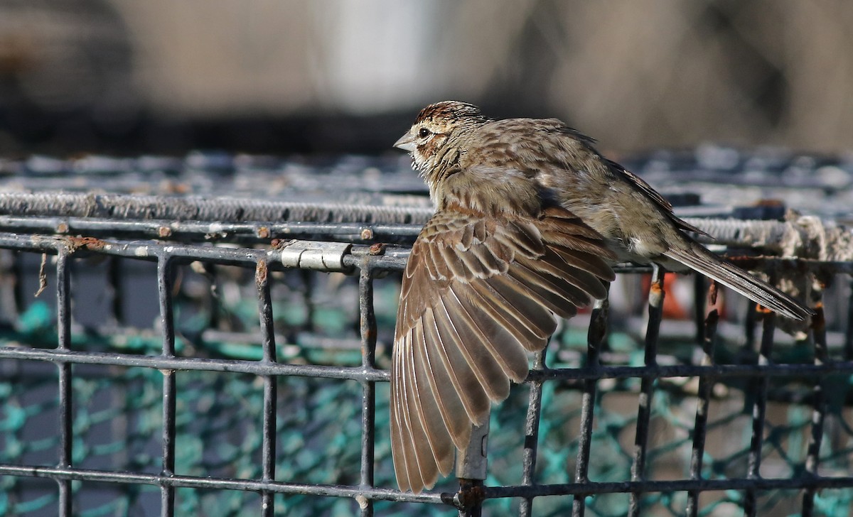 Lark Sparrow - ML118993091