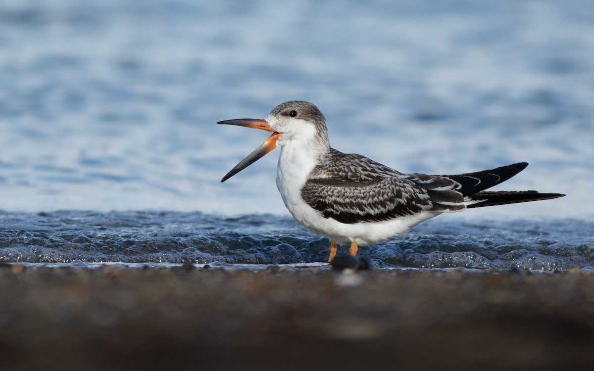 Black Skimmer - Max McCarthy