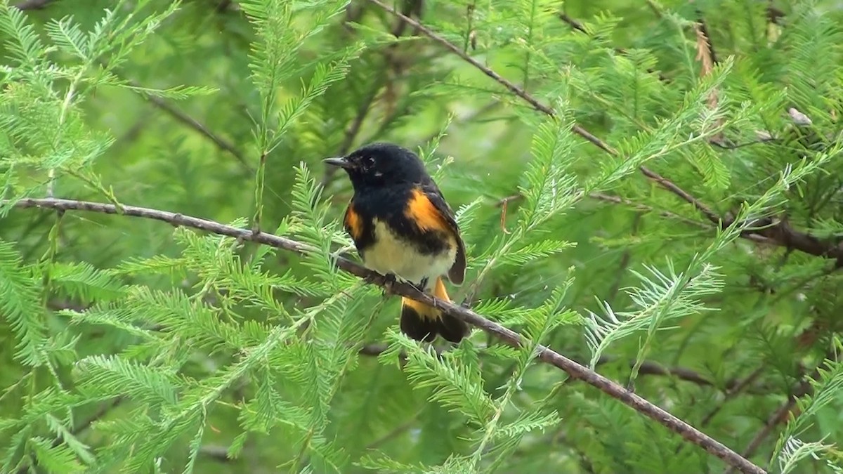 American Redstart - ML118993241