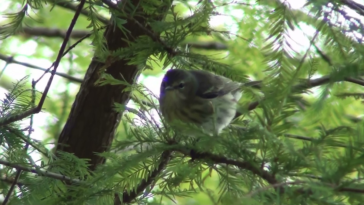 Cape May Warbler - ML118993281