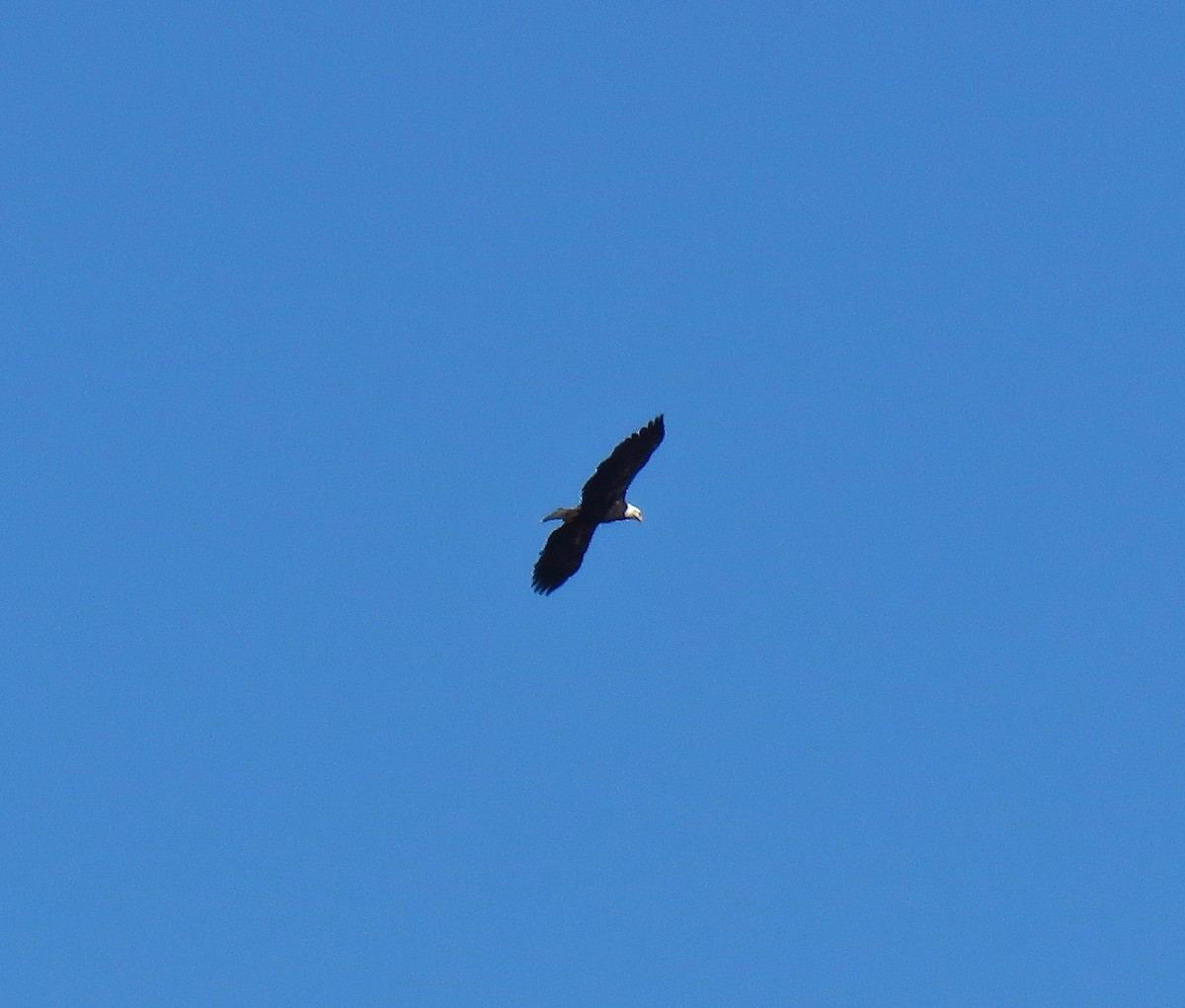 Bald Eagle - ML118994301