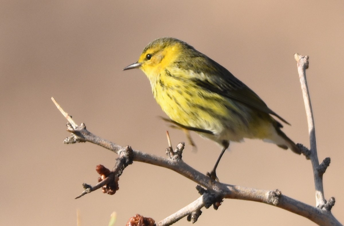 Cape May Warbler - ML118994861