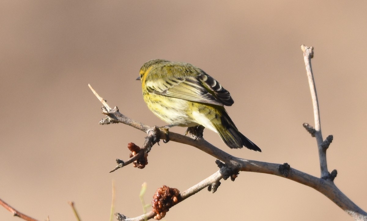 Cape May Warbler - ML118994871
