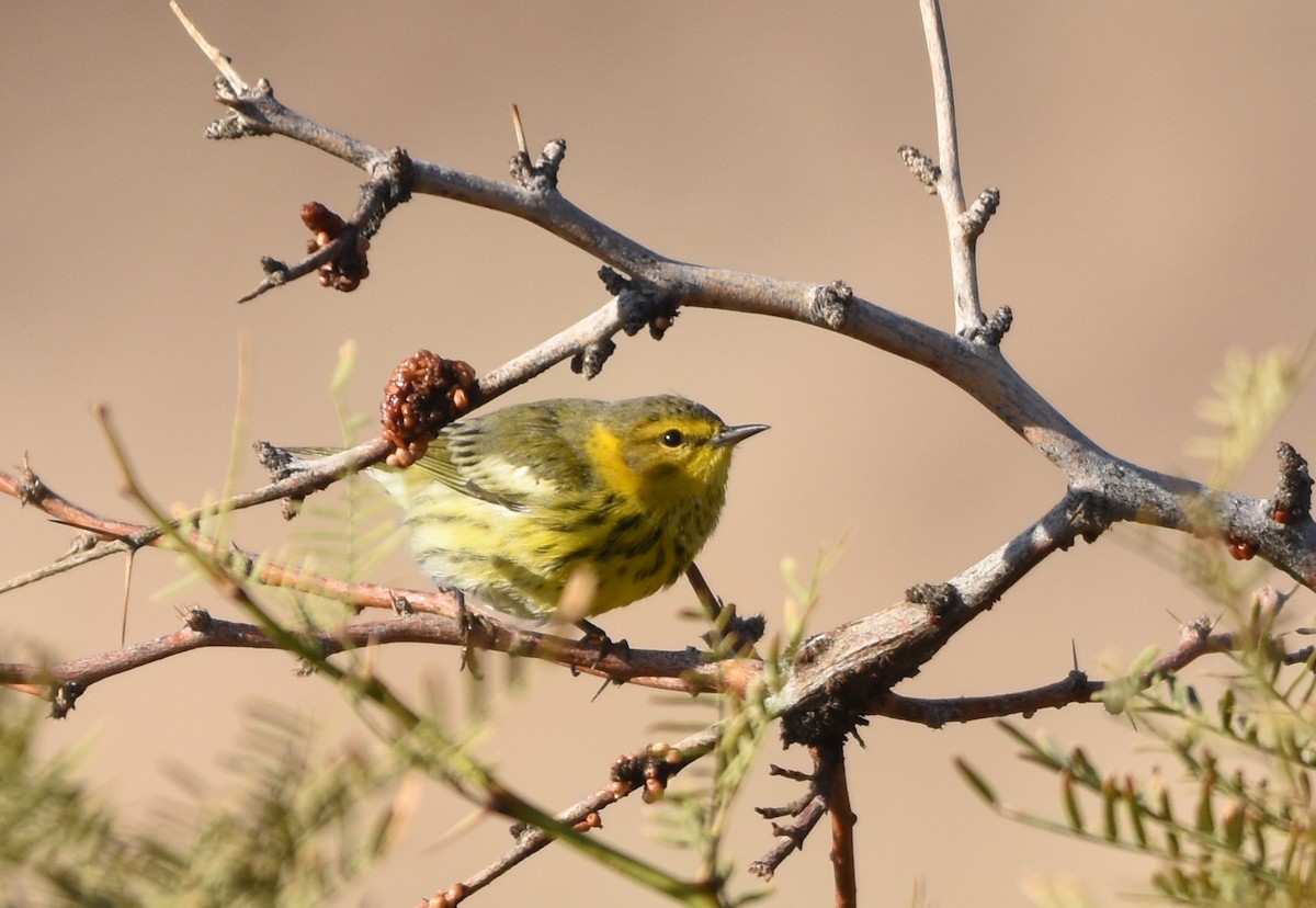 Cape May Warbler - ML118994881