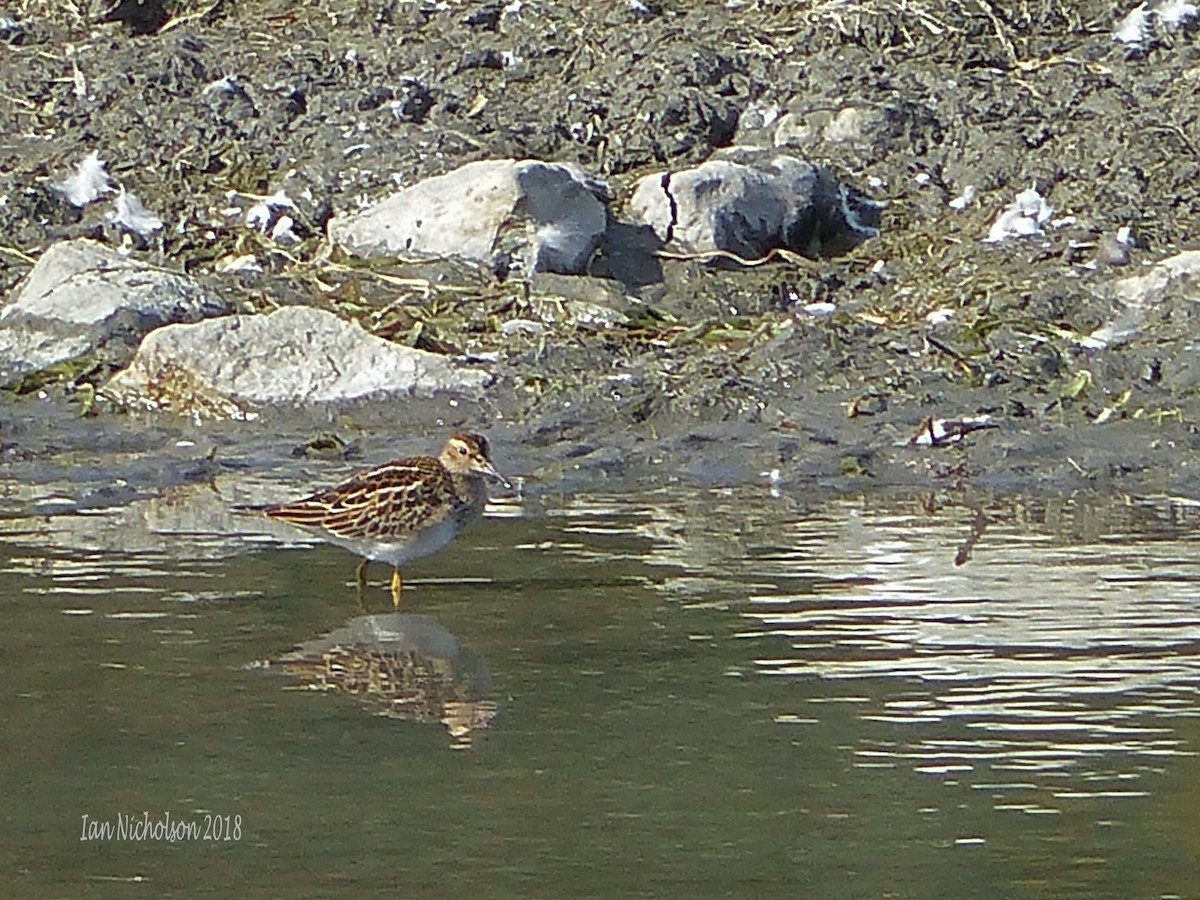 Graubrust-Strandläufer - ML118995651