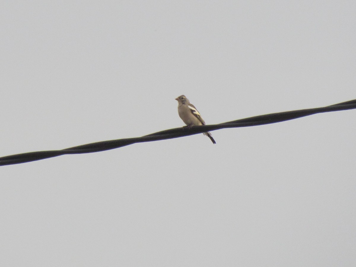 African Chaffinch (Tunisian) - ML118995991