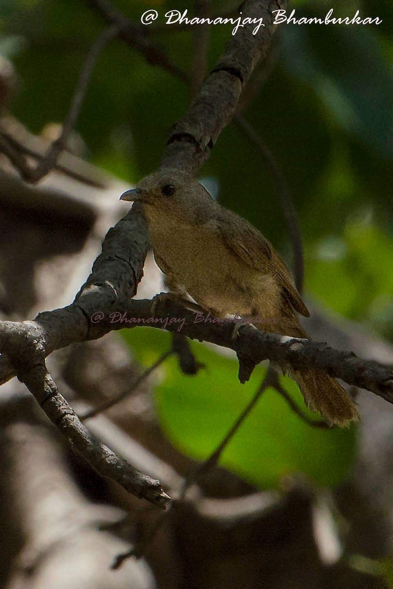 Brown-cheeked Fulvetta - Dhananjay Bhamburkar