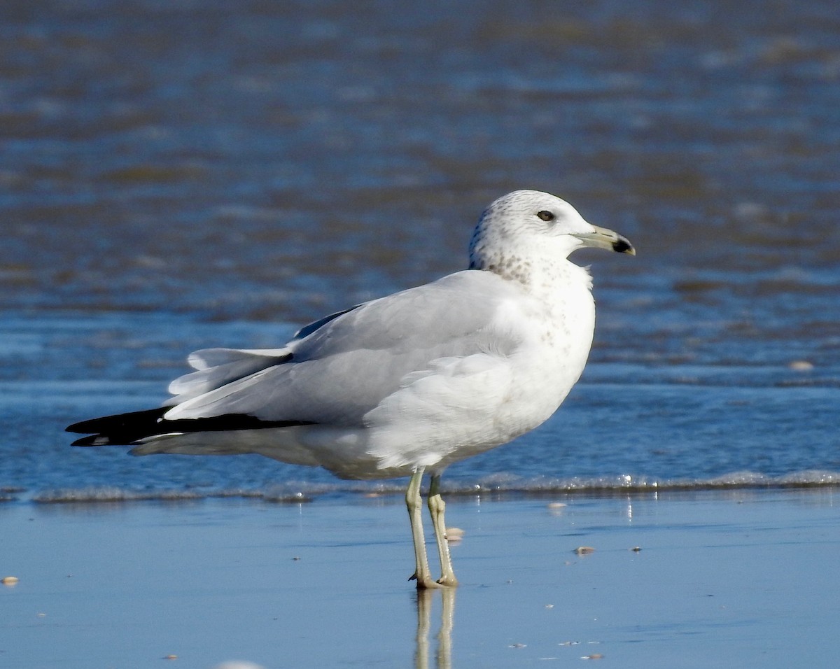 Ring-billed Gull - Van Remsen