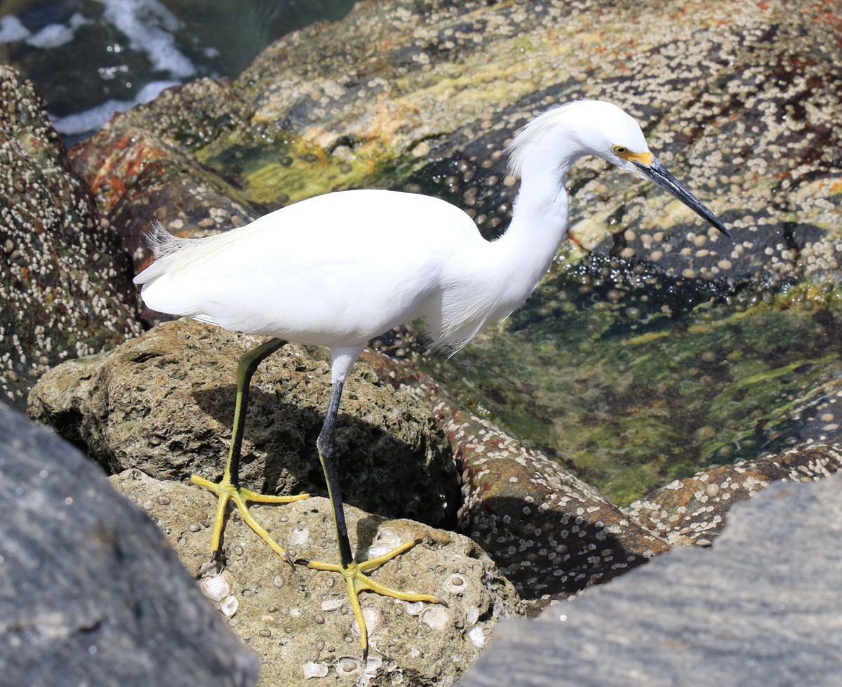 Snowy Egret - Moe Bertrand