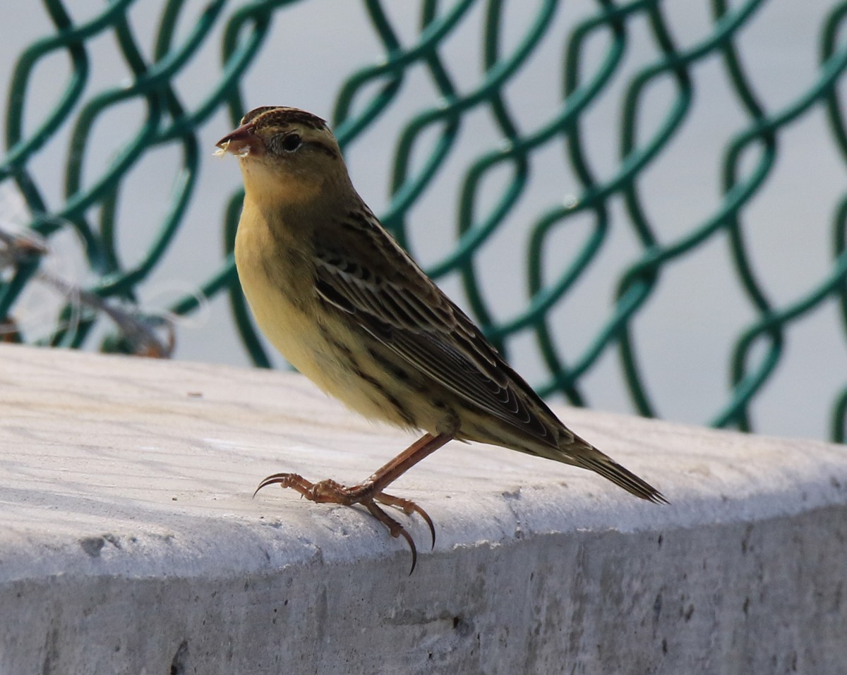 Bobolink - ML119000501