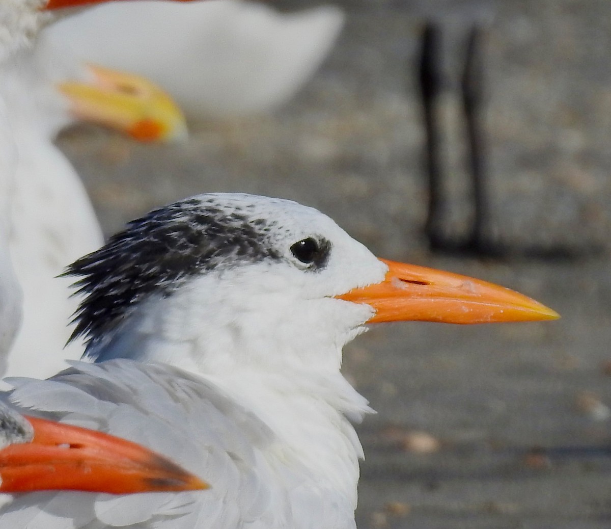 Royal Tern - Van Remsen