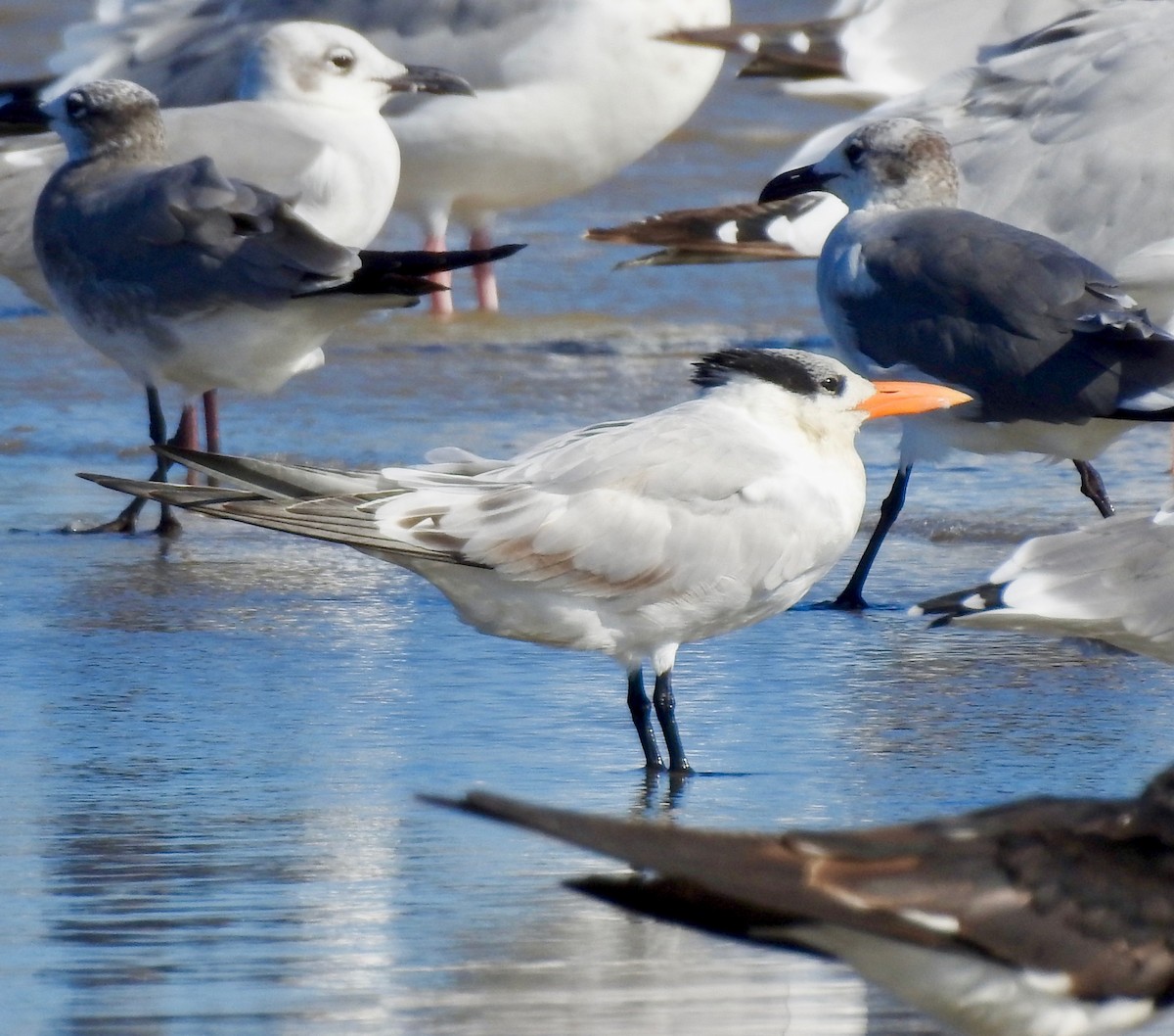 Royal Tern - Van Remsen