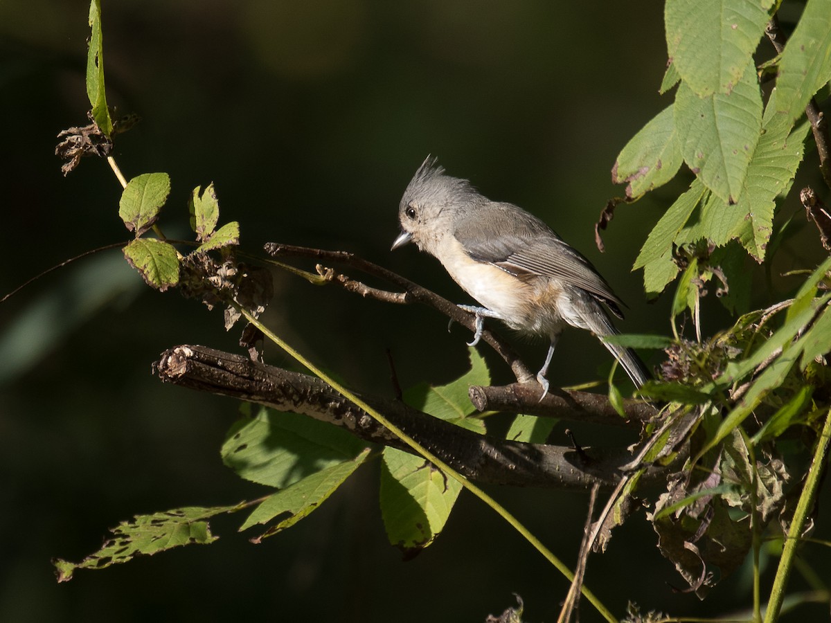 Tufted Titmouse - ML119000611