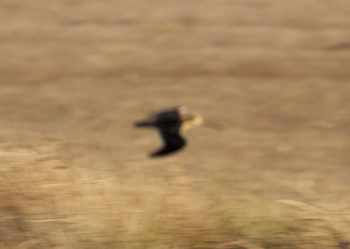 Wilson's Snipe - ML119001331