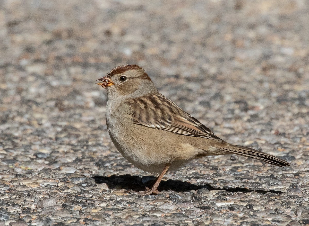 White-crowned Sparrow - Kathleen Kent