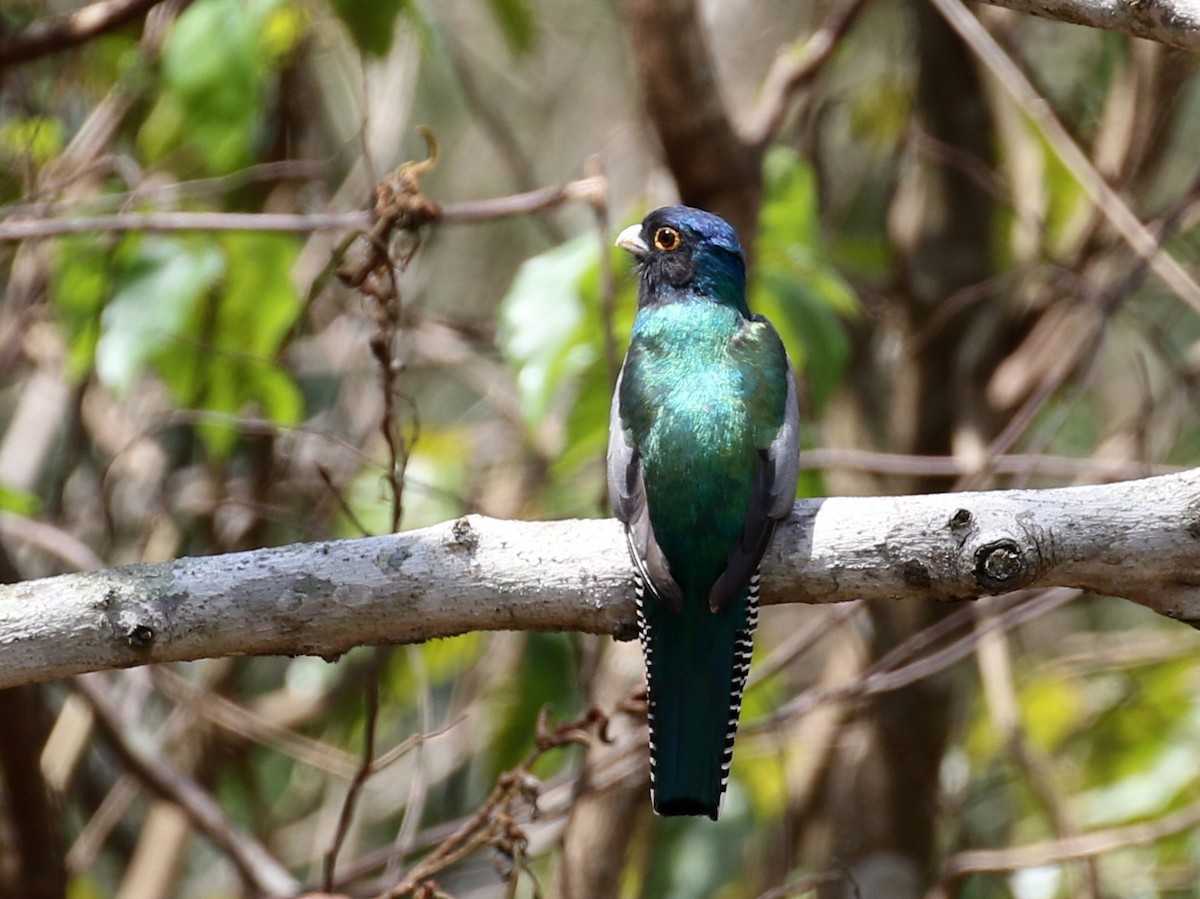 Blue-crowned Trogon - ML119002231