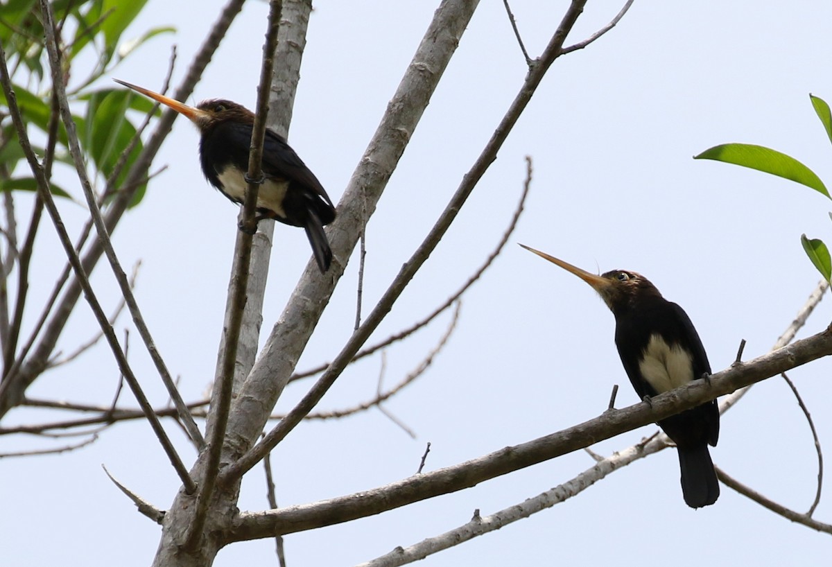 Brown Jacamar - ML119002251