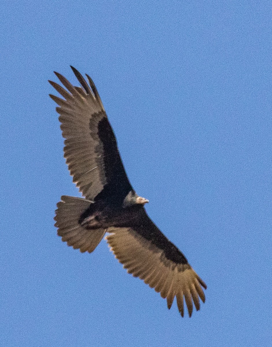 Turkey Vulture - Kathleen Kent