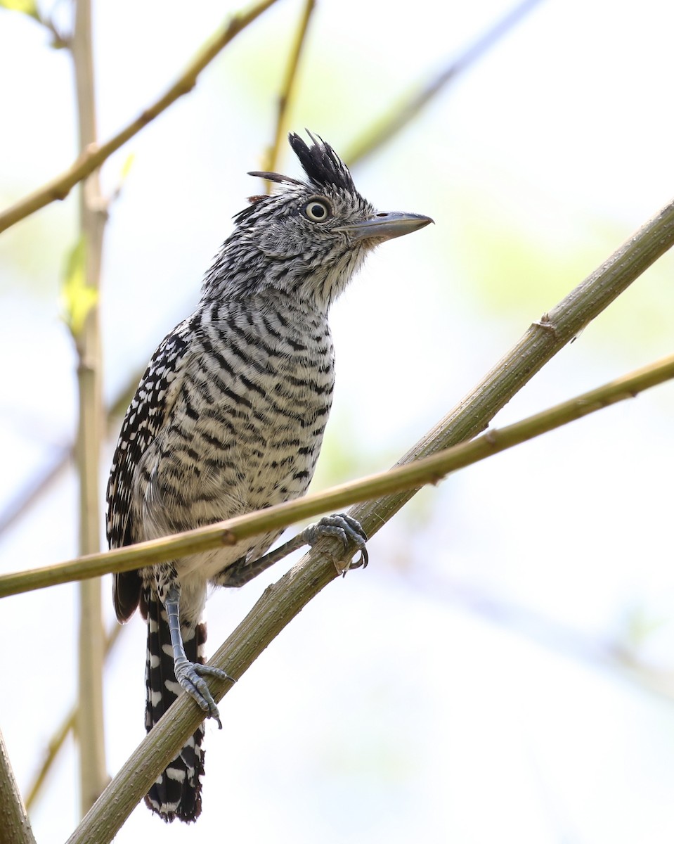 Barred Antshrike - ML119002331