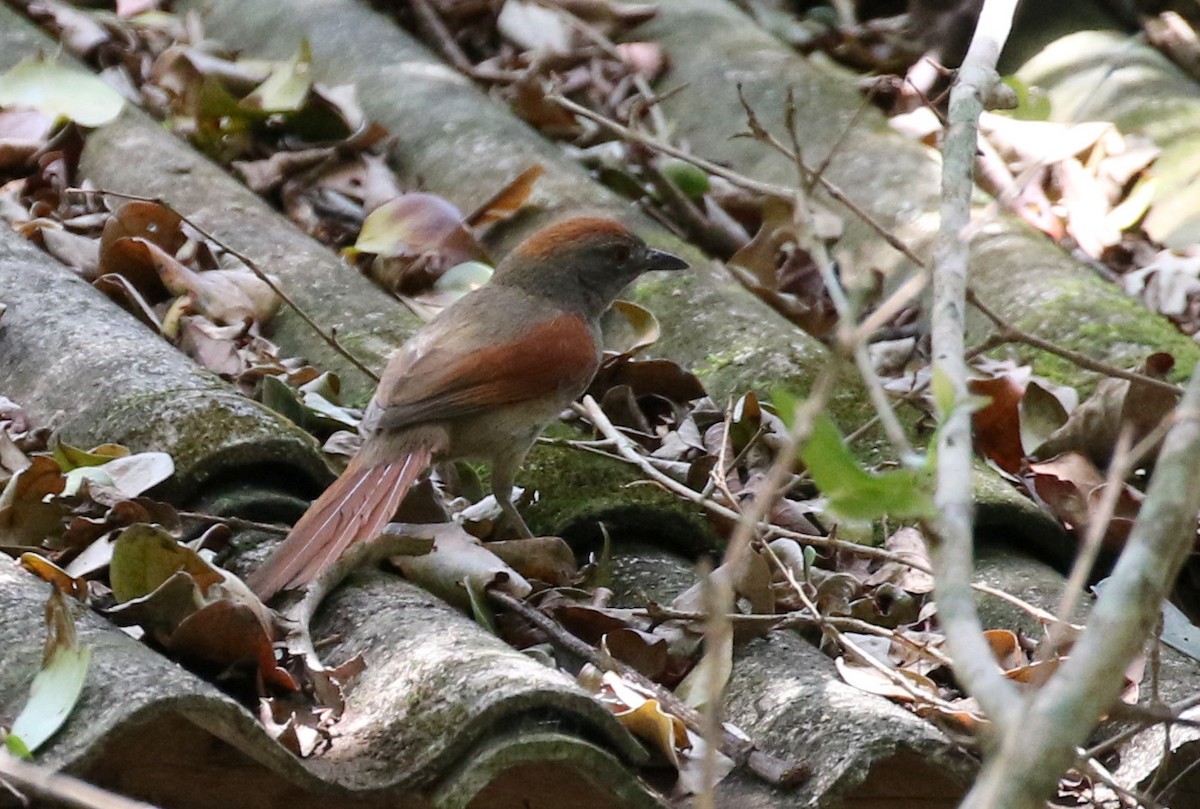 Sooty-fronted Spinetail - Matthew Grube