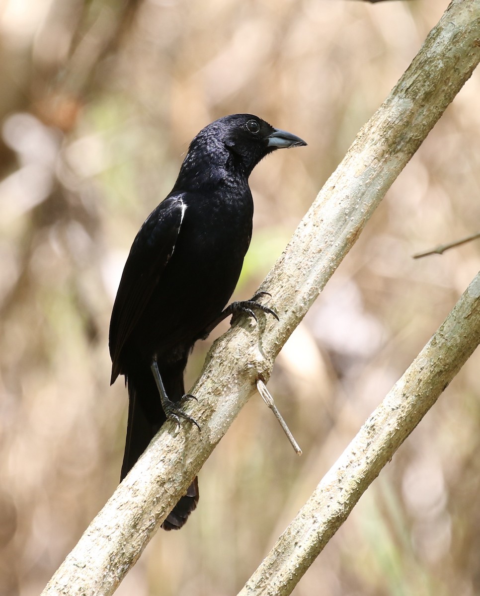 Tangara Negra - ML119002481