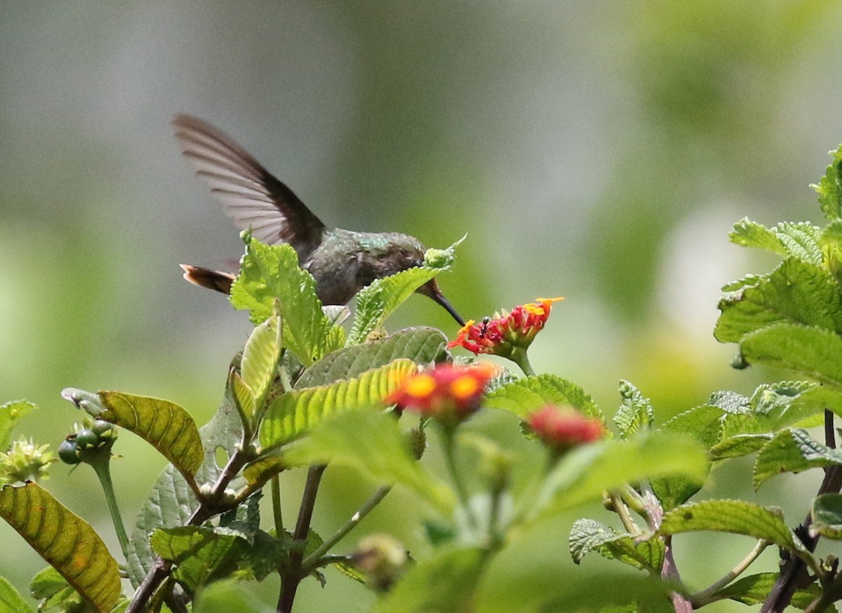 Frilled Coquette - ML119002521