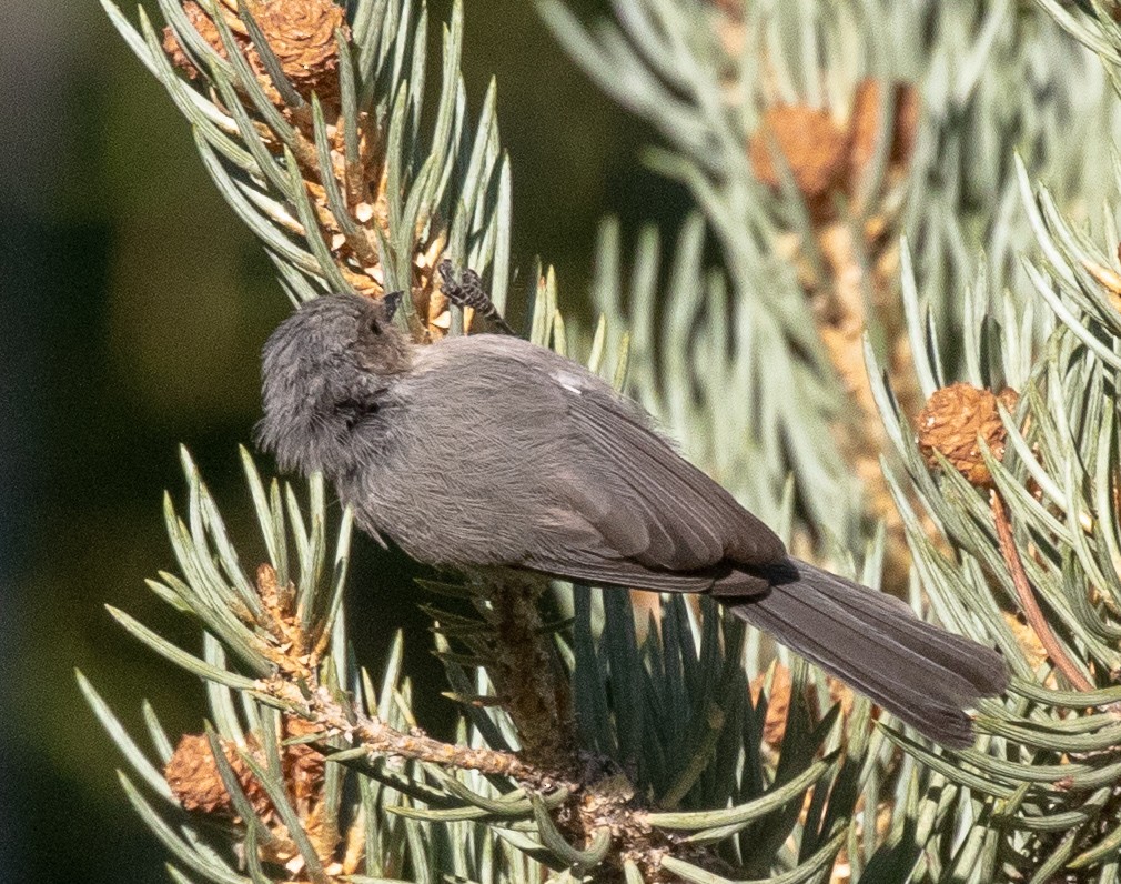 Bushtit - Kathleen Kent