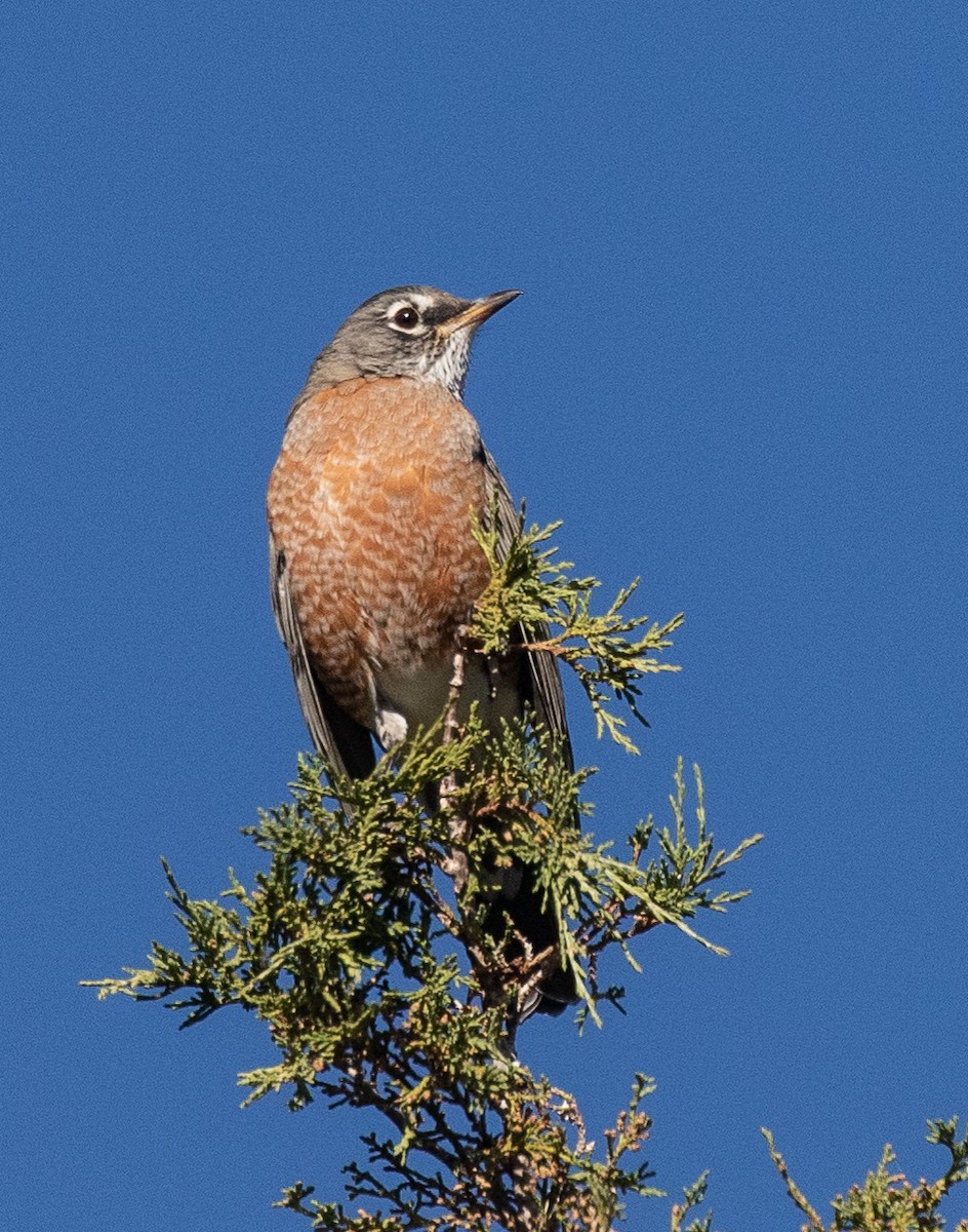 American Robin - Kathleen Kent