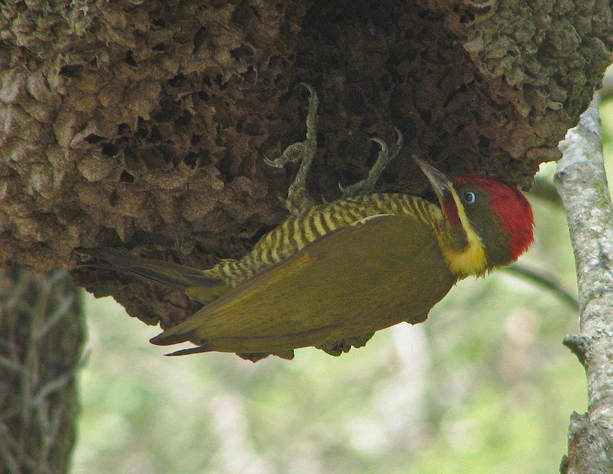 Golden-green Woodpecker - ML119003781