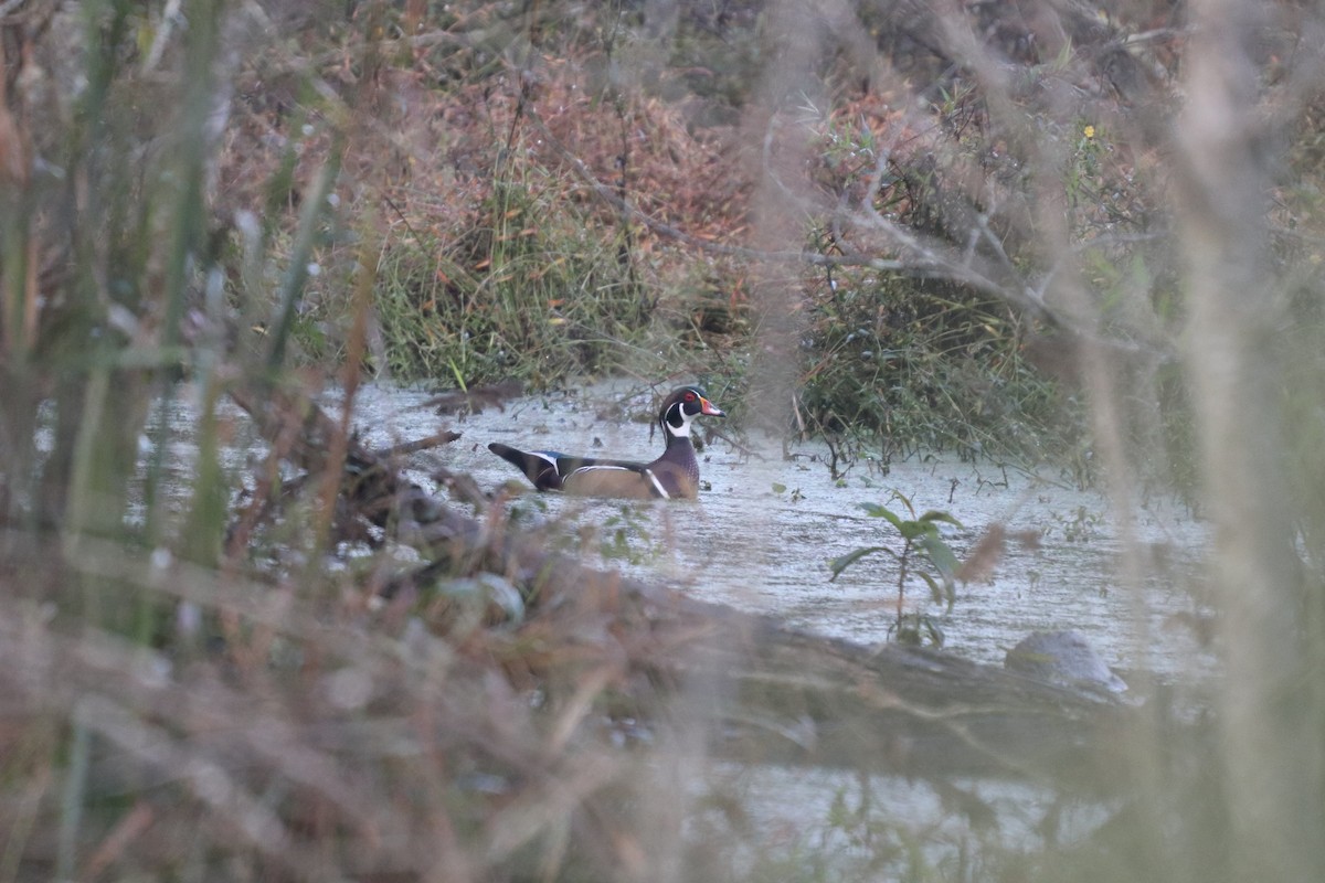 Wood Duck - ML119003841