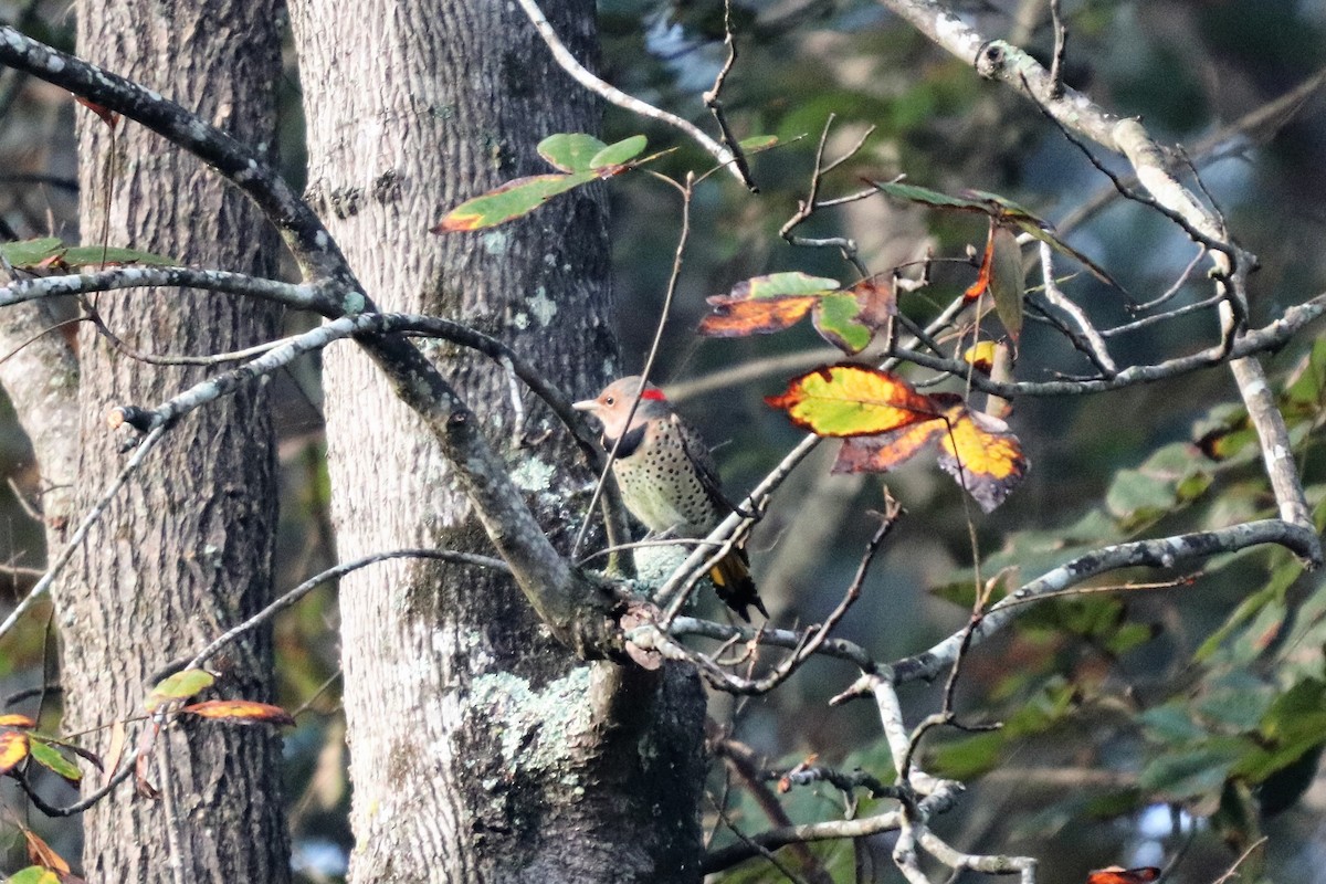 Northern Flicker (Yellow-shafted) - ML119003981