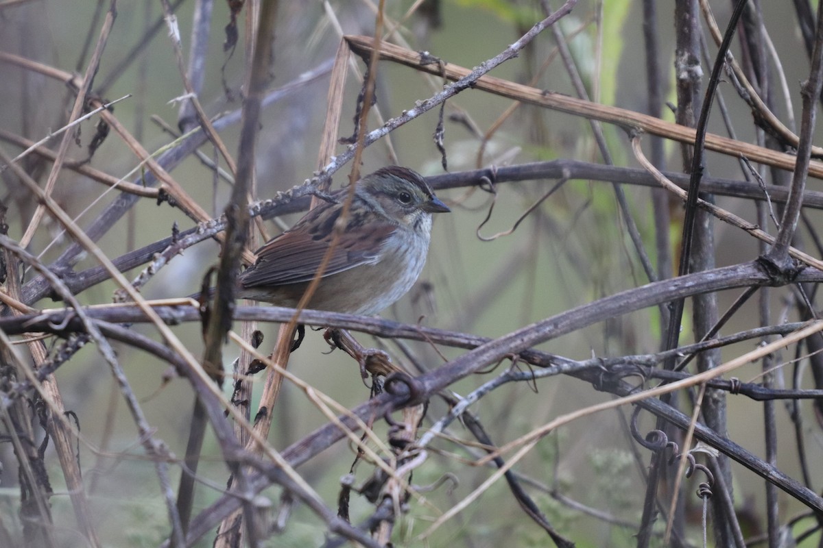 Swamp Sparrow - ML119004161