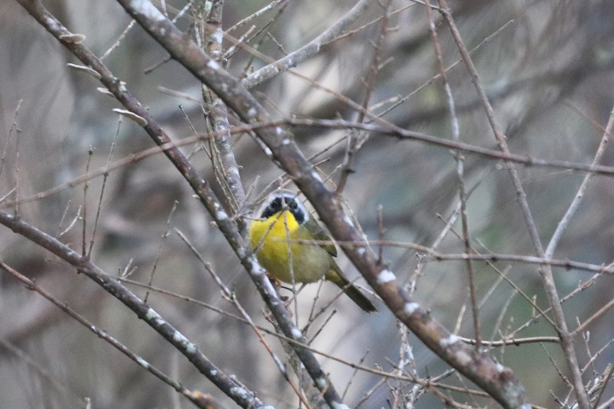 Common Yellowthroat - ML119004201