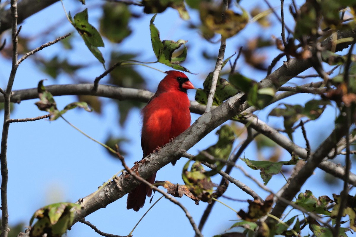 Northern Cardinal - ML119004331