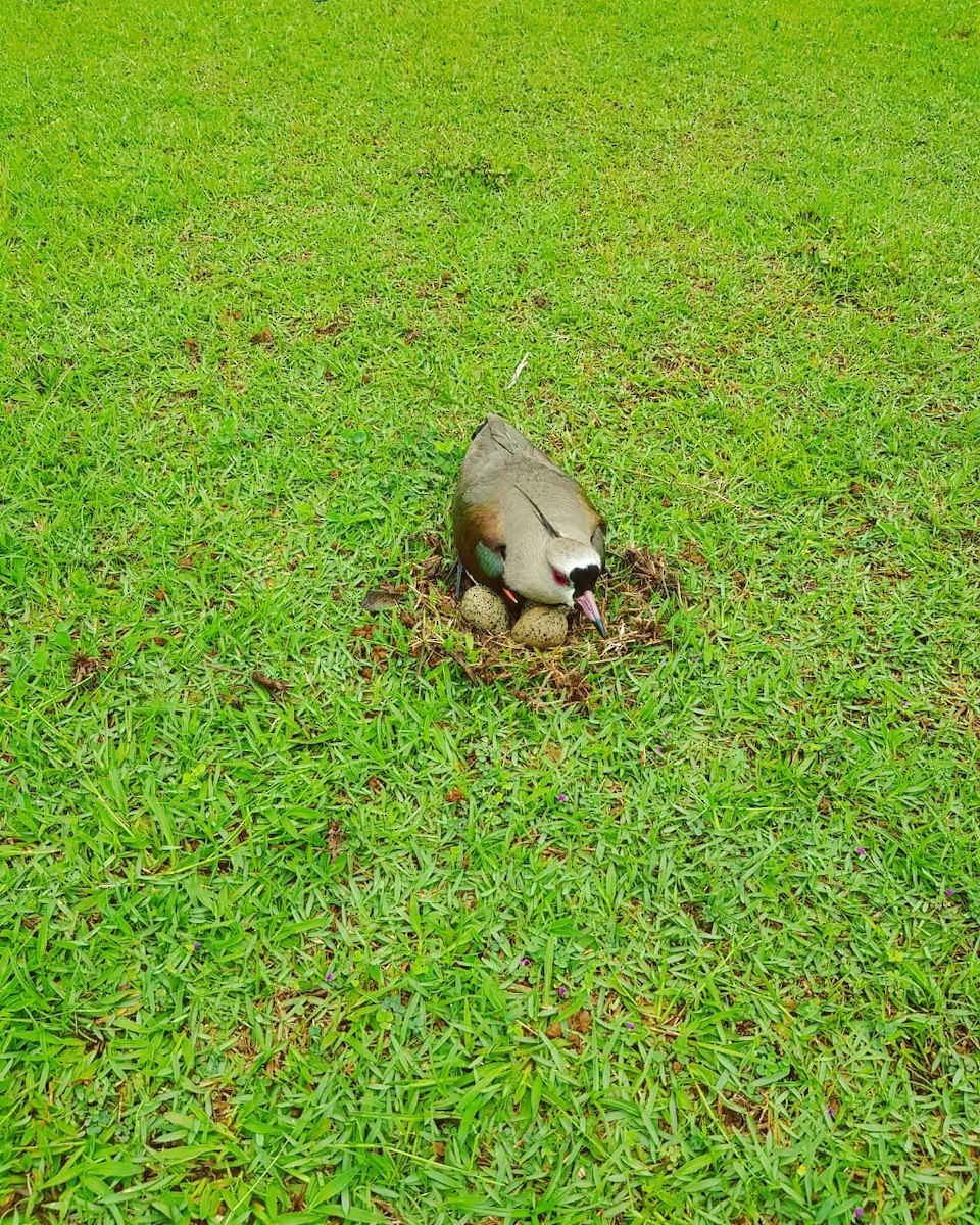 Southern Lapwing - ML119005041