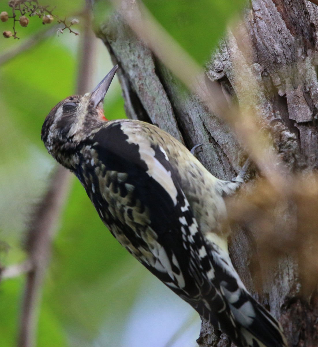 Yellow-bellied Sapsucker - ML119005441