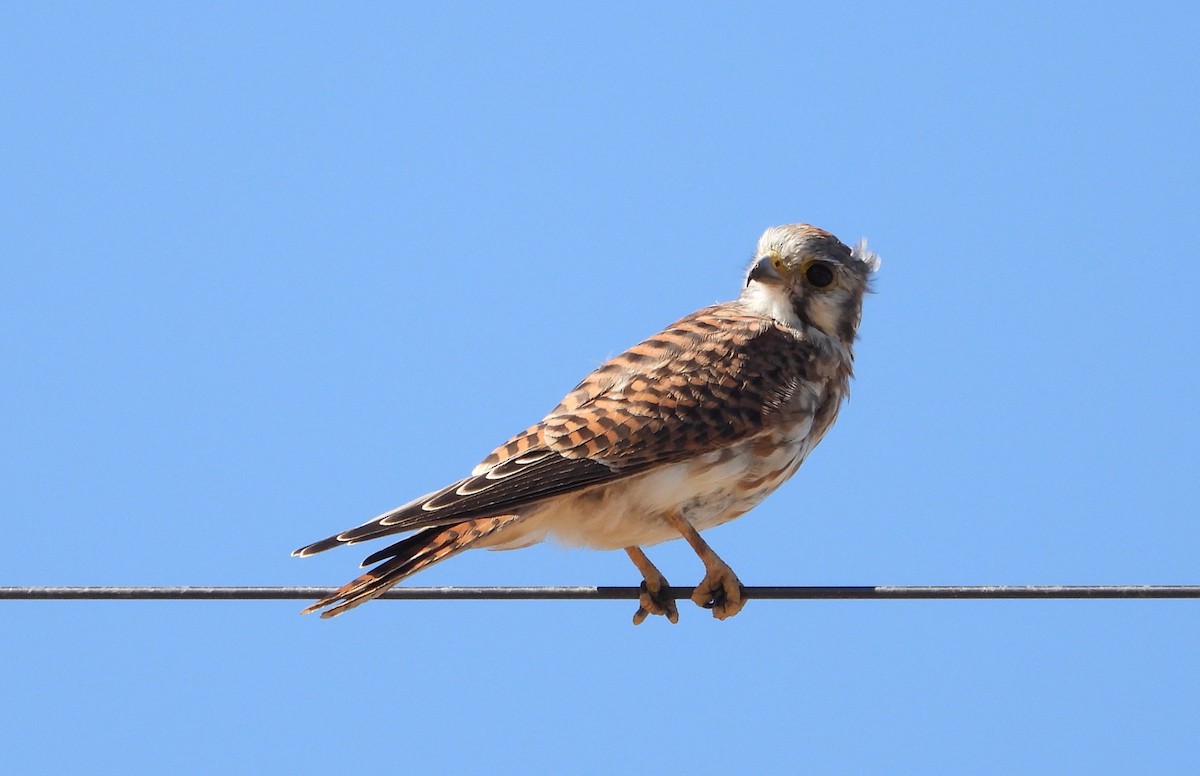 American Kestrel - Jervy Smith