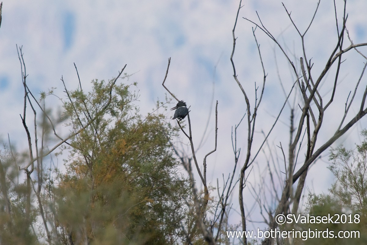 Belted Kingfisher - ML119009231