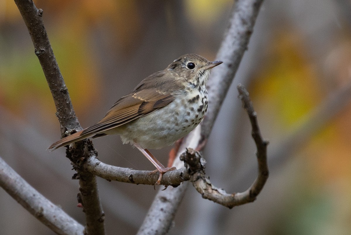 Hermit Thrush - ML119010851