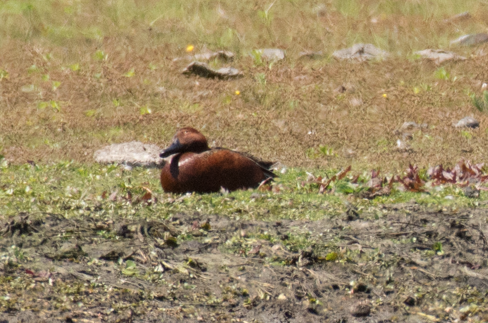 Cinnamon Teal - ML119012561