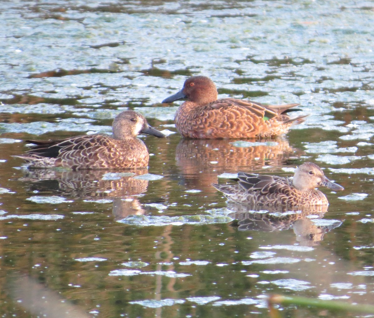 Blue-winged Teal - ML119013271