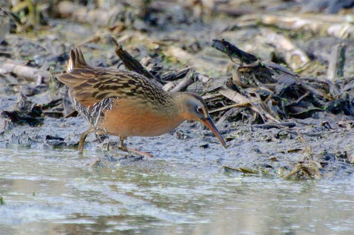 Virginia Rail - George Gibbs